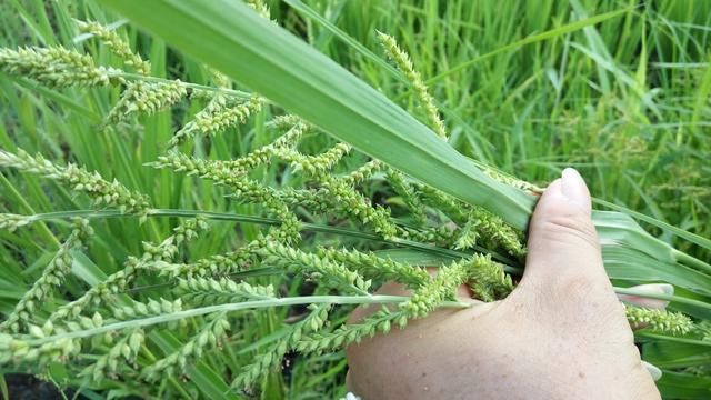 2,看葉面:稗子幼苗葉中間是一條白色的筋,這是最明顯的標誌