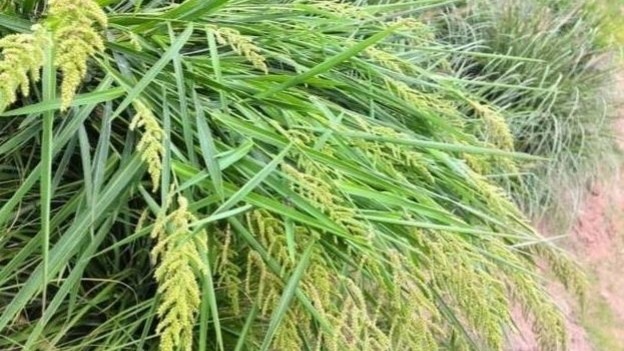 主要用五氟磺草胺(稻杰)每亩30-50毫升或双草醚亩用有效成份3-4