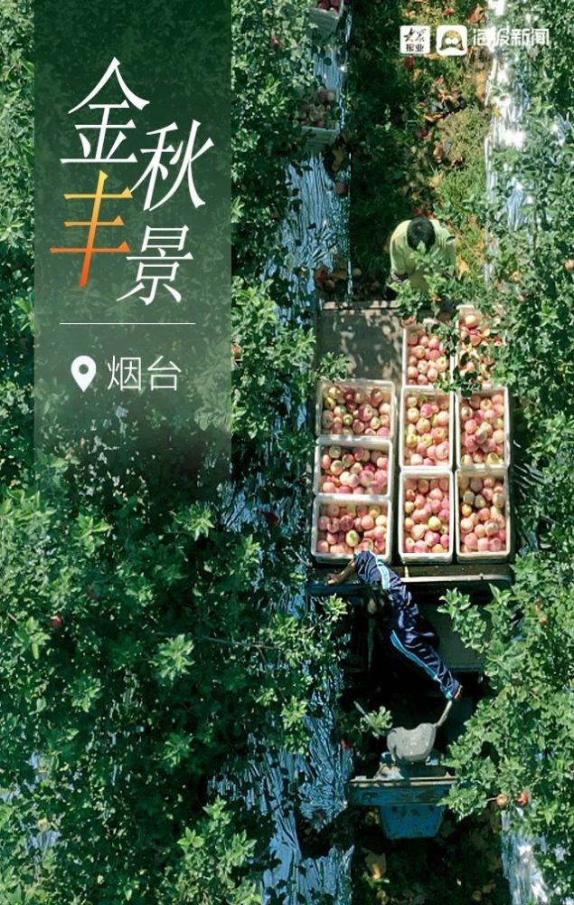 金秋|烟台金秋“丰”景图