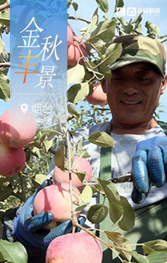 金秋|烟台金秋“丰”景图