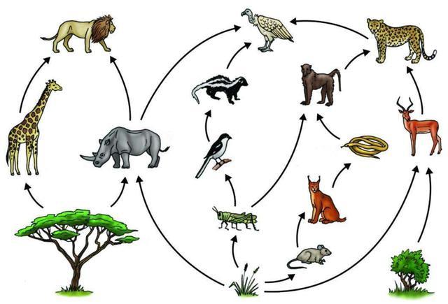 灭绝|被宣布灭绝的“金龟”重现丽江，为何灭绝了的生物又会出现？