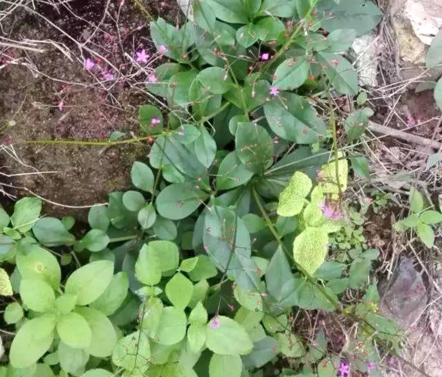 不起眼的路边植物 挖回家盆栽 现在才知道是珍贵的 土人参 腾讯网