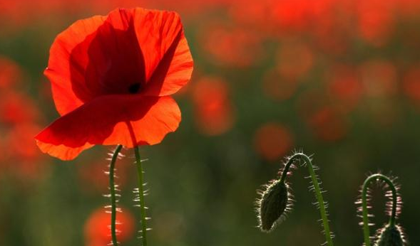 托马斯·杰斐逊|四川、湖北、陕西相继沦陷……19世纪，一朵小花让近三百年的王朝崩塌！