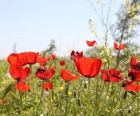 托马斯·杰斐逊|四川、湖北、陕西相继沦陷……19世纪，一朵小花让近三百年的王朝崩塌！