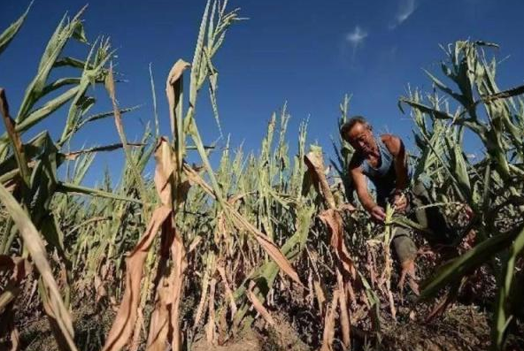 托马斯·杰斐逊|四川、湖北、陕西相继沦陷……19世纪，一朵小花让近三百年的王朝崩塌！