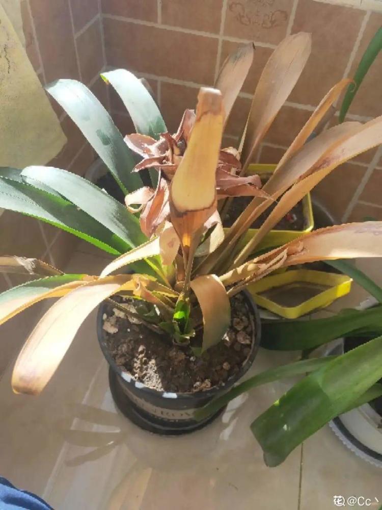 砍完后继续养,知道从它的叶片缝隙里长出新芽,老叶子和老桩会逐渐枯萎