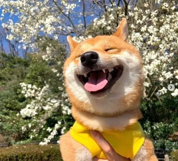 一只永远咧嘴傻乐的柴柴看看它的脸一天的坏心情都没啦