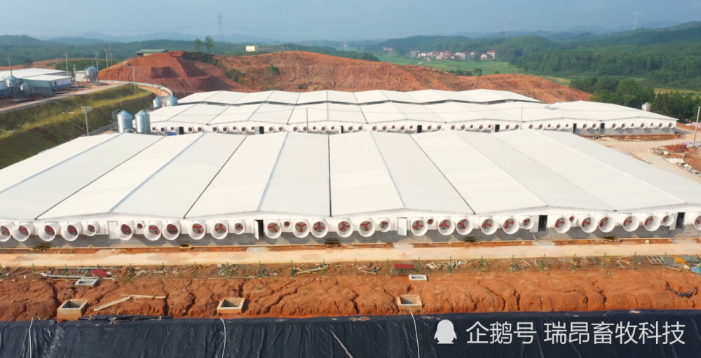 小猪|刘永好：养猪行业需要升级，小猪场只有被淘汰的下场？