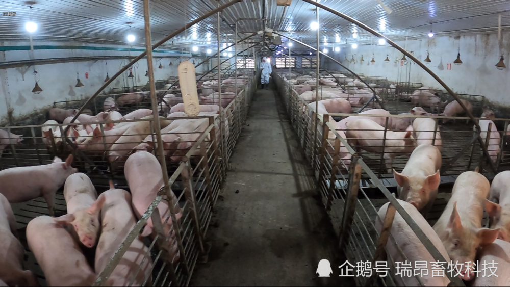 小猪|刘永好：养猪行业需要升级，小猪场只有被淘汰的下场？