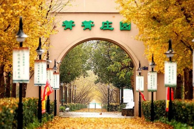 宣城十大网红打卡点系列箐箐庄园银杏长廊