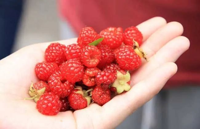 覆盆子|树莓还是覆盆子？文雅抑或是噱头？