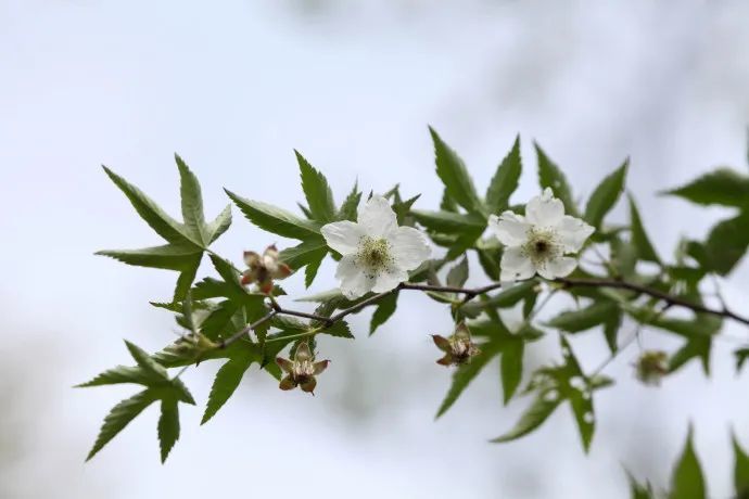覆盆子|树莓还是覆盆子？文雅抑或是噱头？