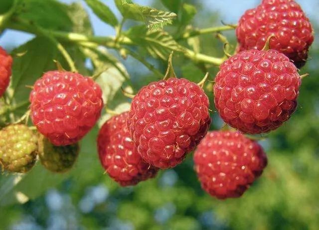 覆盆子|树莓还是覆盆子？文雅抑或是噱头？