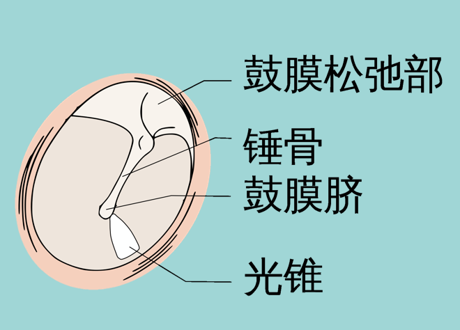 图为正常鼓膜这个值看来很小,但若考虑到p=100000牛顿/平方米,我们的