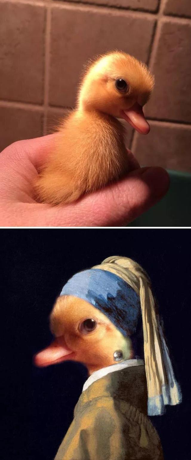 ps=一切皆有可能一张戴珍珠耳环的美鸭图若是让沙雕网友们p起图来