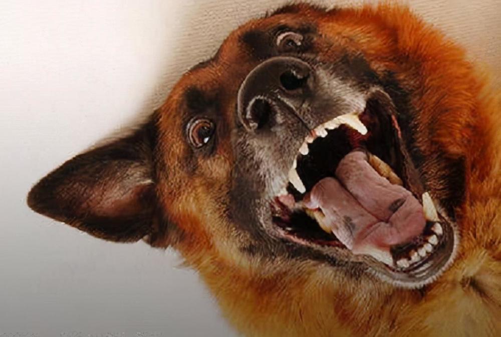 许多人都说自己家狗不咬人但是却不知道狗一旦咬人基本上死不松口.