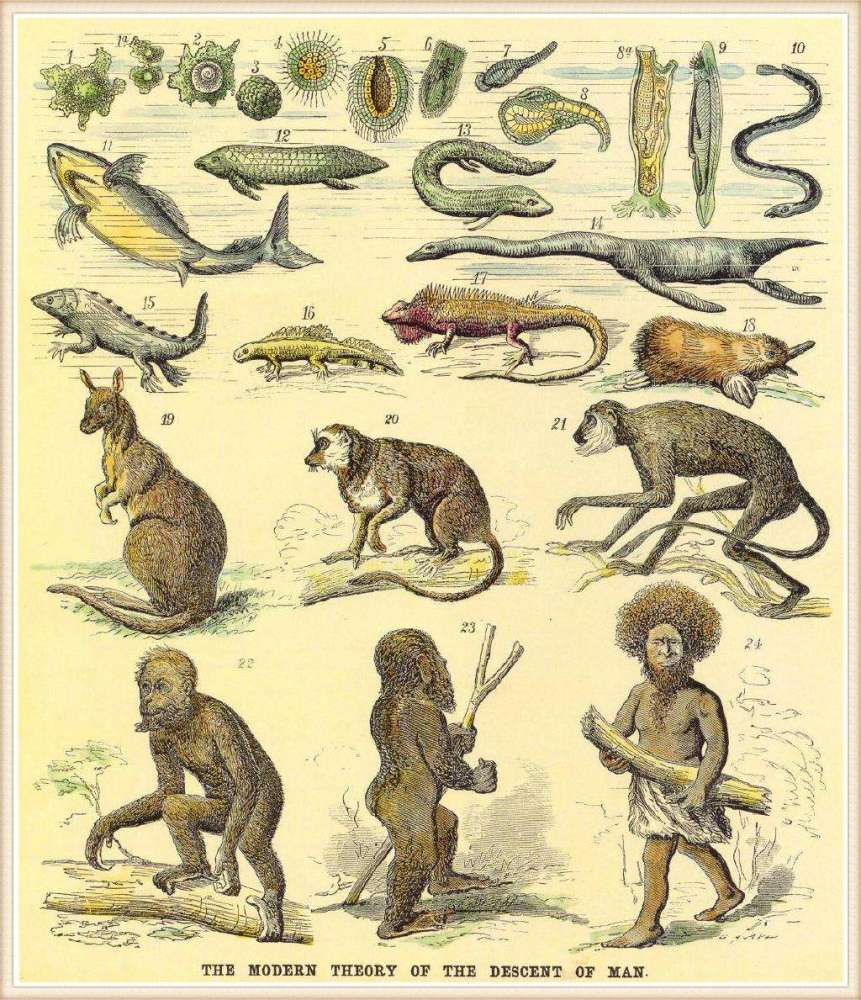 猴子|地球上第一个人是怎么来的？人类如何延续下来的？