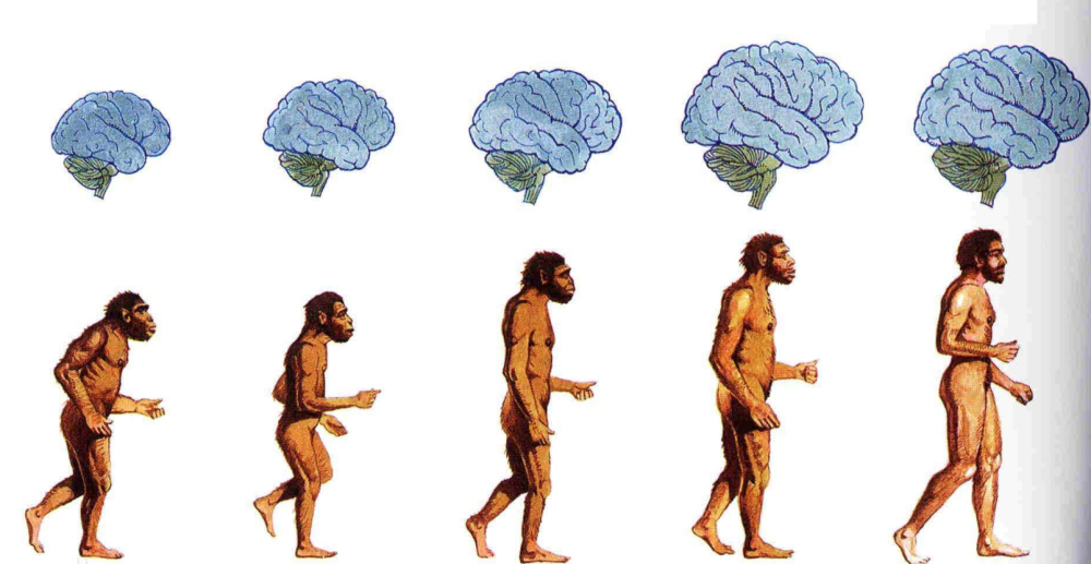 猴子|地球上第一个人是怎么来的？人类如何延续下来的？