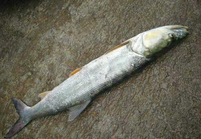 长江铜鱼图片