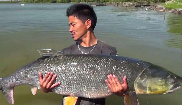 人称"铜头鱼",生性凶猛个头庞大,水库里多见,如今上千元一条