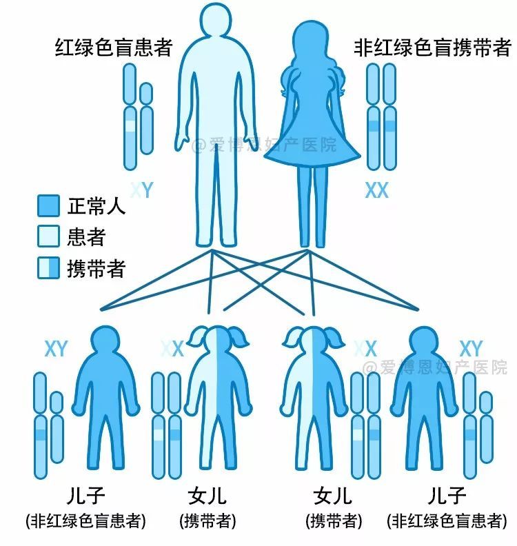 性遺傳隱性疾病,如色盲,腎源性尿崩症等……有10多種伴性遺傳顯性疾病