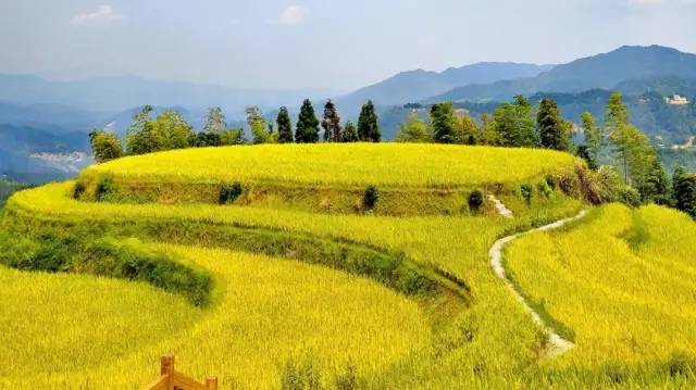 遂川县桃源梯田景区