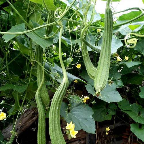 丝瓜|丝瓜在家庭里如何种植？看完你也会