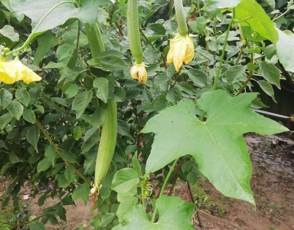 丝瓜|丝瓜在家庭里如何种植？看完你也会