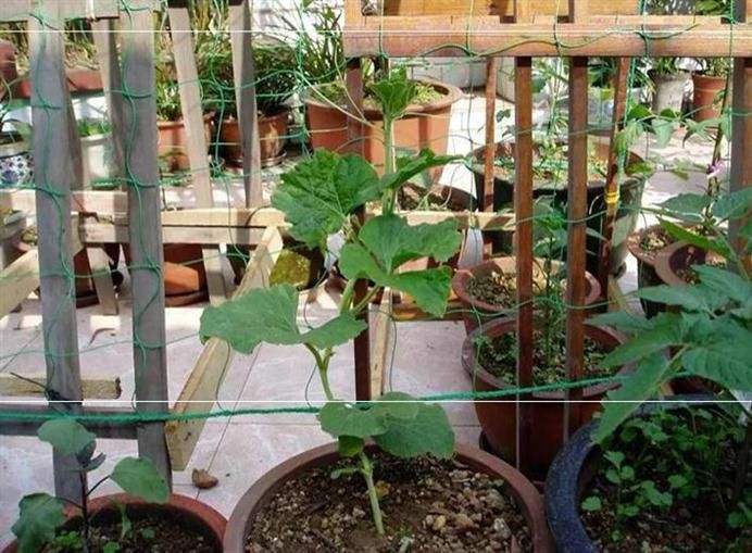 丝瓜|丝瓜在家庭里如何种植？看完你也会
