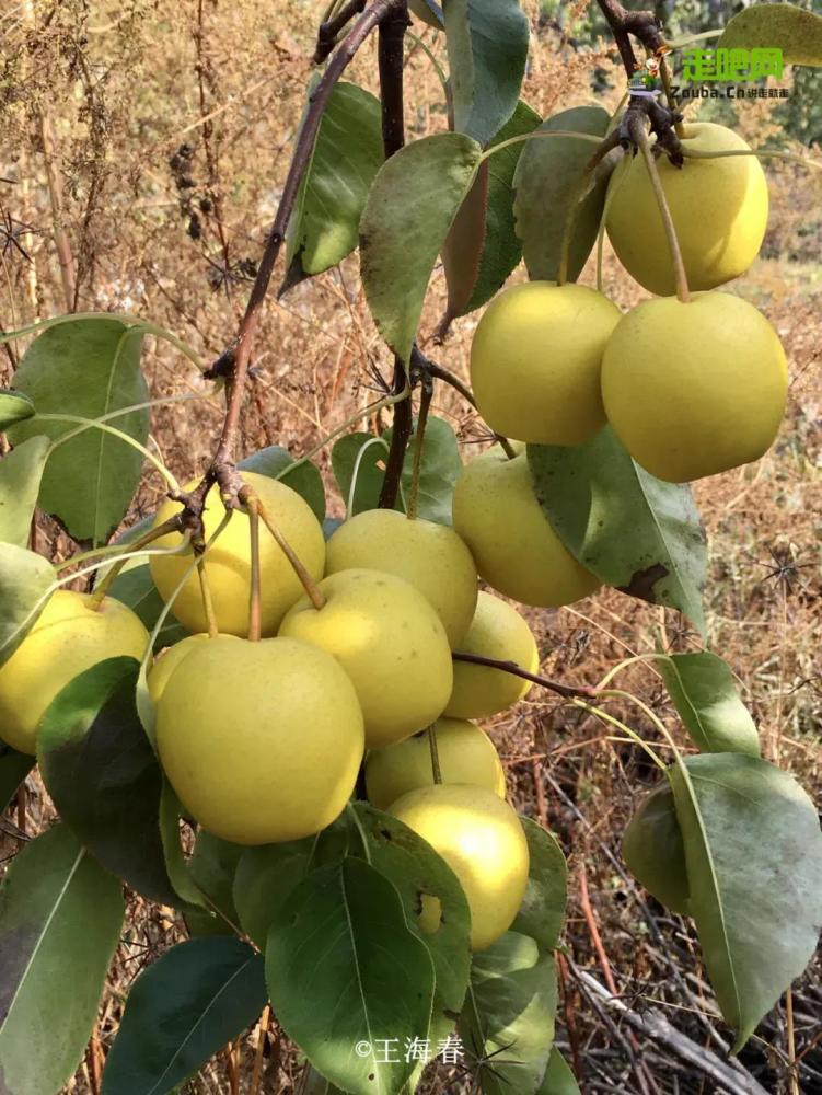 京郊游|他是“京郊王”，将北京郊外玩到极致，吸引了50万人关注