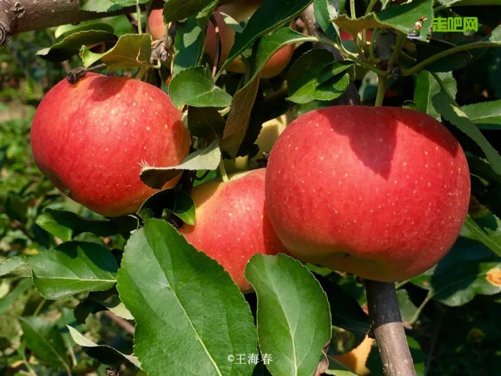 京郊游|他是“京郊王”，将北京郊外玩到极致，吸引了50万人关注