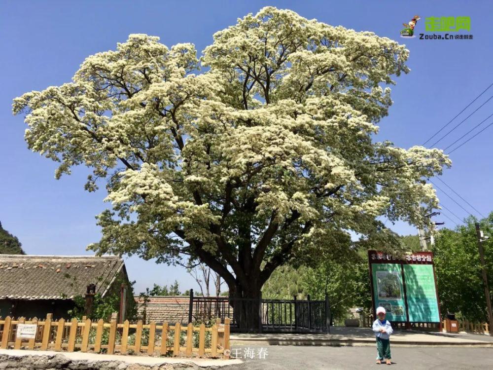 京郊游|他是“京郊王”，将北京郊外玩到极致，吸引了50万人关注