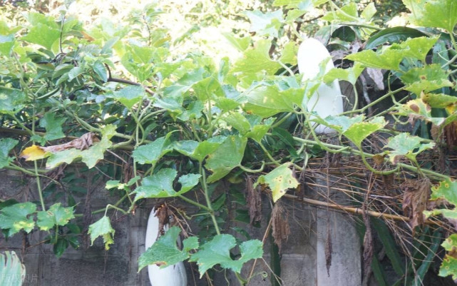 种植冬瓜要不要打顶何时打顶比较合适听听瓜农的经验之谈