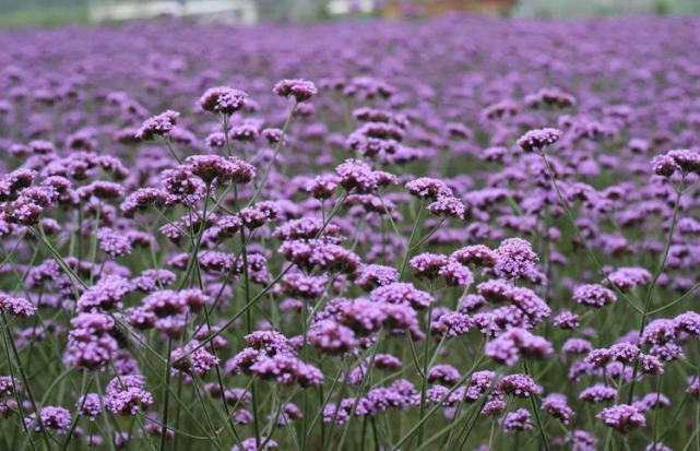 一种草长得极像薰衣草 也能开出整片紫色花 名叫马鞭草 马鞭草 盆栽 植株 花盆 地栽 盆土