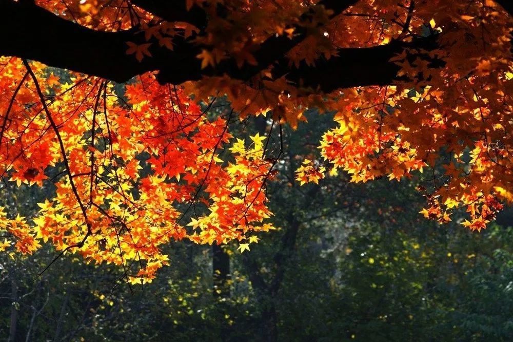 史铁生|听月儿朗诵《我与地坛 七》