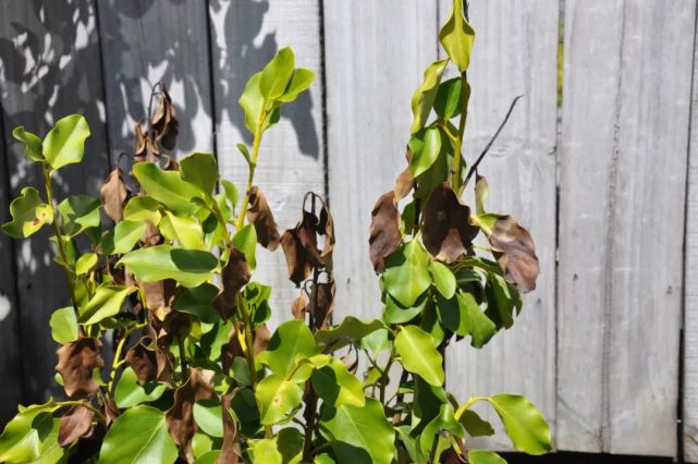 家裡的盆栽茶花茉莉或月季葉子發白嫩芽枯萎就是根出問題了