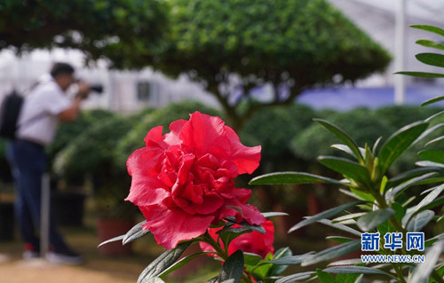 福建漳平 花木产业助农增收 腾讯新闻