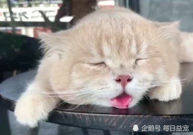 猫咪的10个冷知识 你知道几个 腾讯网