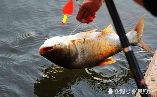浮钓鲢鳙正确方法,很实用的钓鲢鱼技巧!