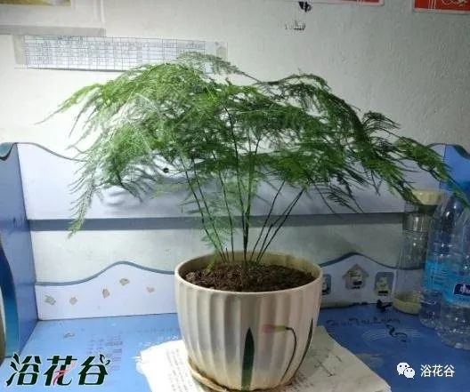 哪个季节文竹会发新芽！