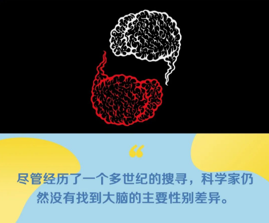 大脑|女性和男性的大脑，有差异吗？