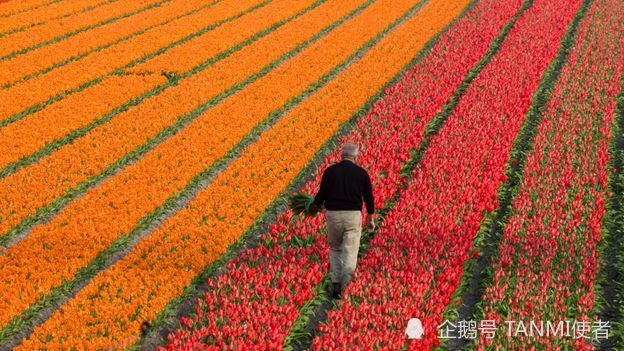 身高|为什么荷兰人那么高，1.8米还拖后腿？原来女生都是身高控