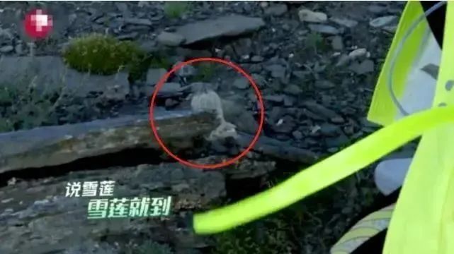 雪莲花|娱乐时代的植物：为什么受伤的总是我？