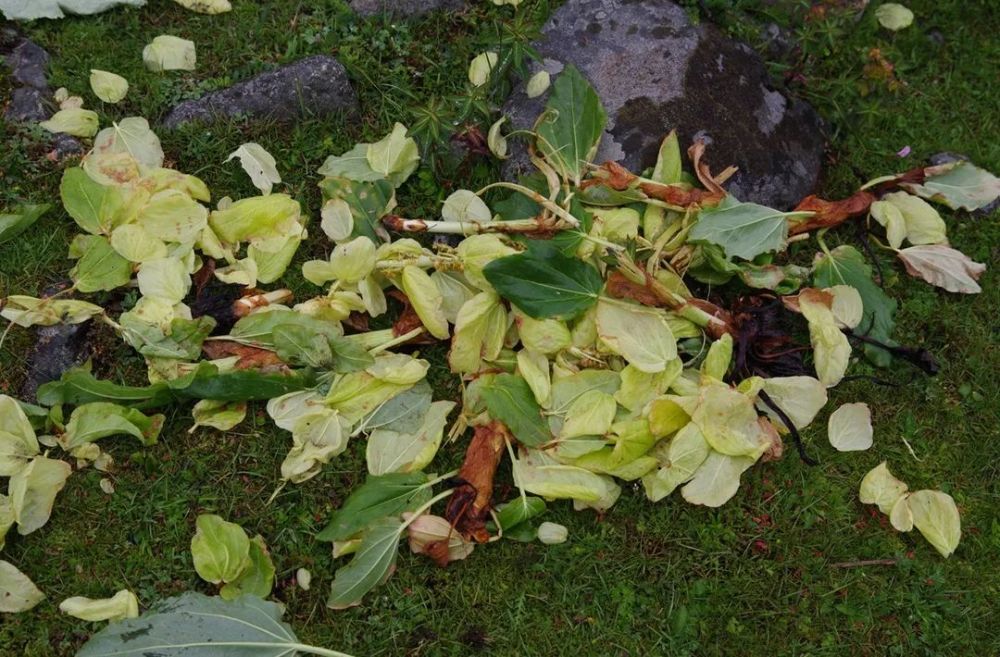 雪莲花|娱乐时代的植物：为什么受伤的总是我？