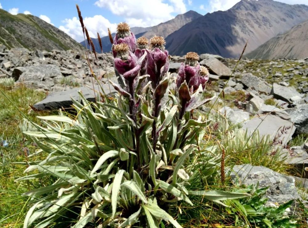 雪莲花|娱乐时代的植物：为什么受伤的总是我？