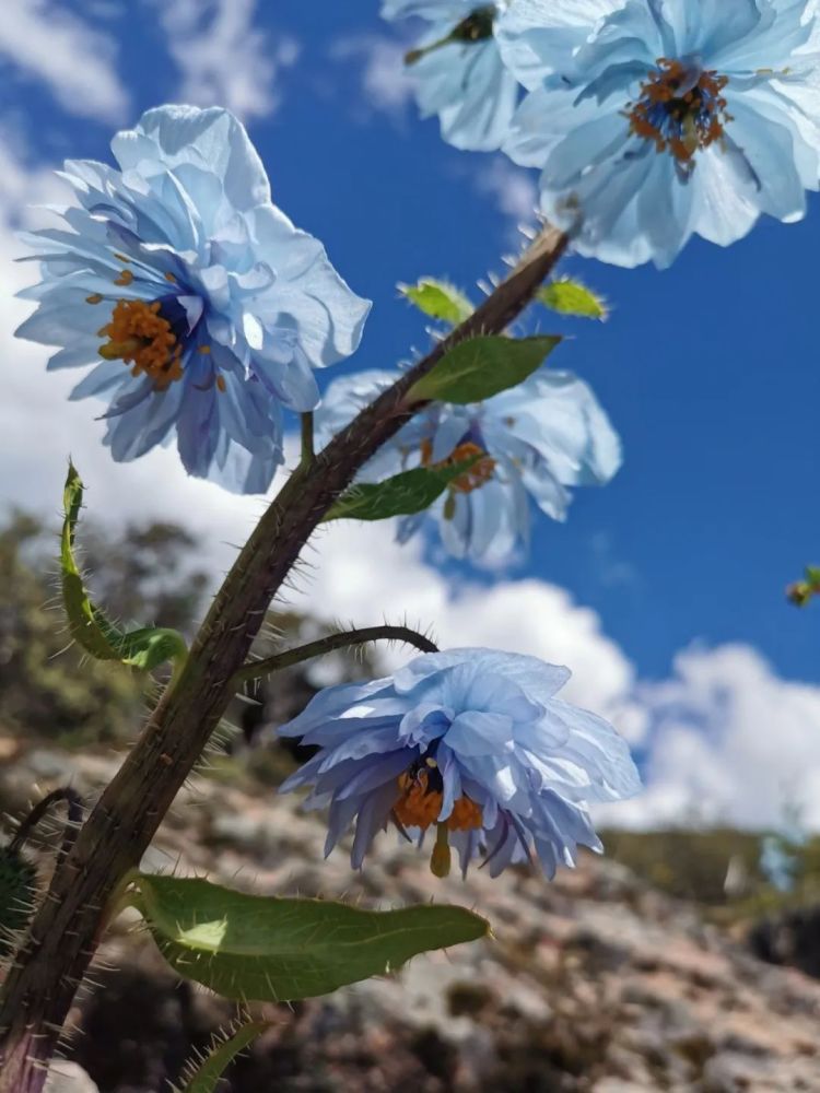 雪莲花|娱乐时代的植物：为什么受伤的总是我？