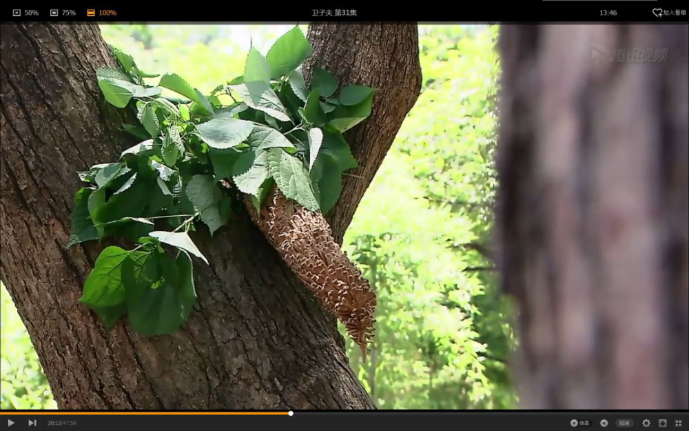 雪莲花|娱乐时代的植物：为什么受伤的总是我？