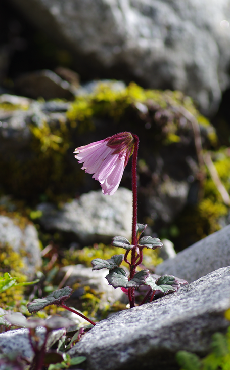 雪莲花|娱乐时代的植物：为什么受伤的总是我？