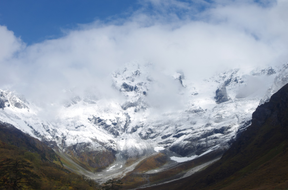 雪莲花|娱乐时代的植物：为什么受伤的总是我？