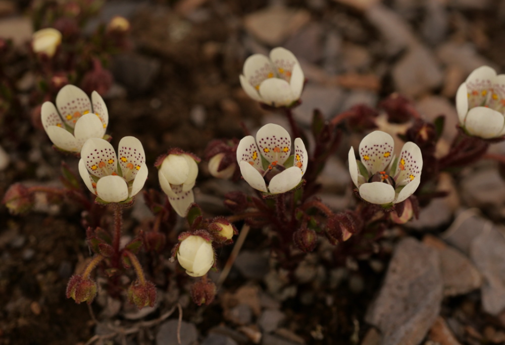 雪莲花|娱乐时代的植物：为什么受伤的总是我？
